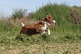 BORDER COLLIE 336